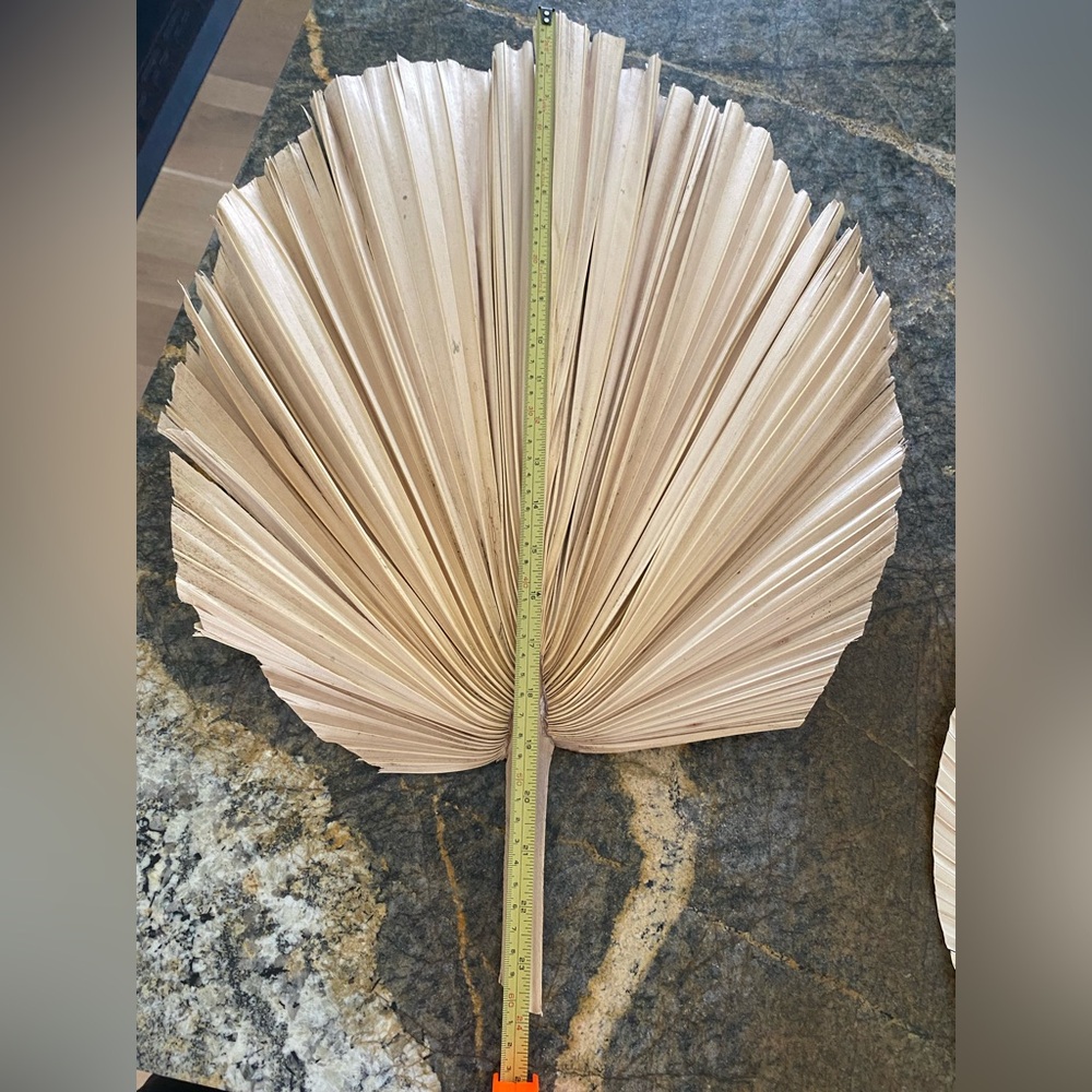 Palms - Picture 2 of 4